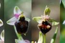 Ophrys levantina x elegans